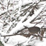 IMG_0796_2