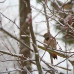 IMG_0806_2