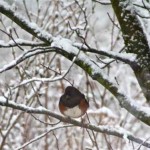 IMG_0809_2