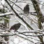 IMG_0816_2