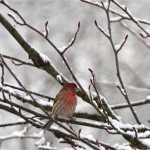 IMG_0817_2