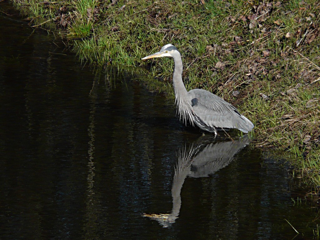 Bill the Great Blue Heron
