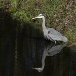 bill Bill the Great Blue Heron