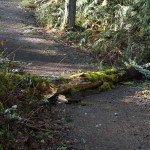 snagc Snag fallen on path