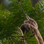 sssingingc Song Sparrow Singing