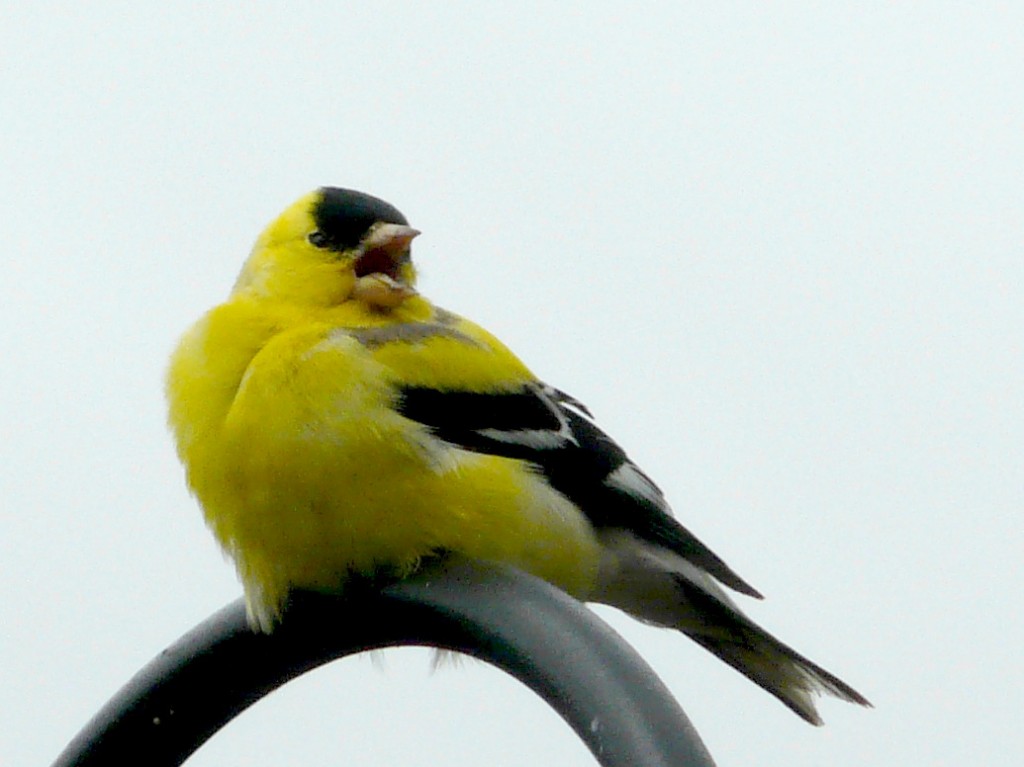 American Goldfinch