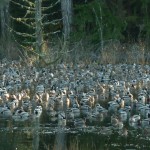 Many Ducks Many Ducks