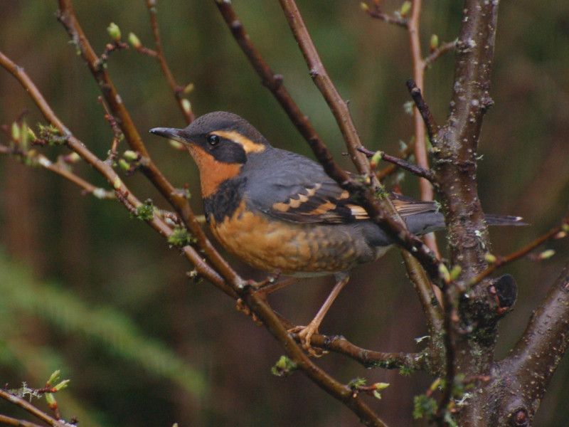 Varied Thrush