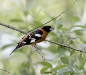 black-headed-grosbeak Black-headed Grosbeak