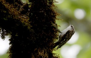 brown-creeper