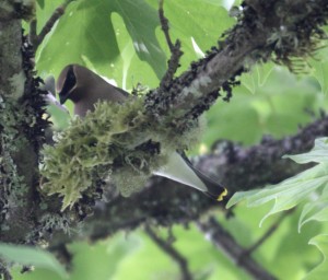 cedar-waxwing-at-nest Cedar Waxwing at Nest