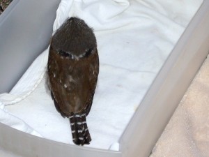 Northern-Pygmy-Owl-Back-eyespots