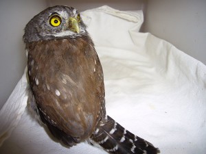 Northern-Pygmy-Owl-K1
