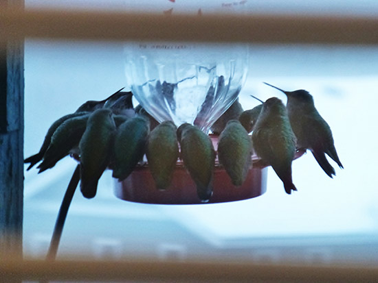 annas-hummingbirds-small