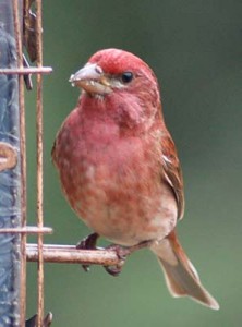 Purple_Finch
