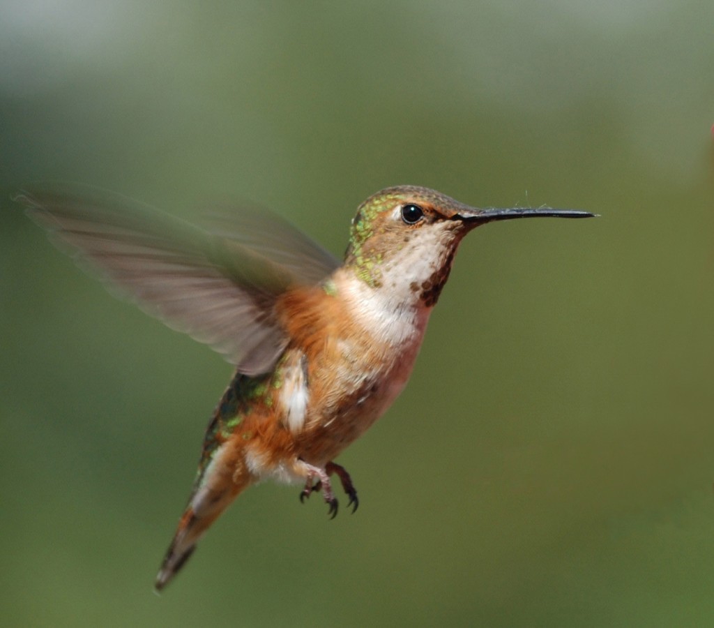 Rufous-Hummer-clear